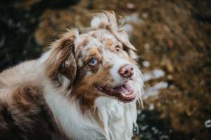 Marc-Glen LE CAVORZIN - MARC GLEN PHOTOGRAPHIE